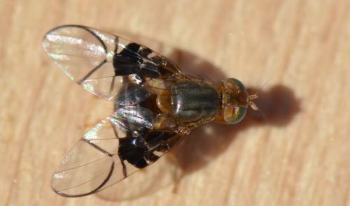 Réf. 305 964 : Anomoia purmunda
